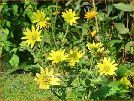Silphium mohrii | Zonnekroon | Silphie