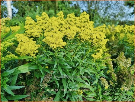 Solidago &amp;#39;Little Lemon&amp;#39; | Guldenroede | Goldrute