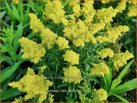 Solidago &amp;#39;Little Lemon&amp;#39; | Guldenroede | Goldrute