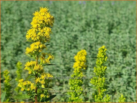 Solidago roanensis | Guldenroede | Goldrute