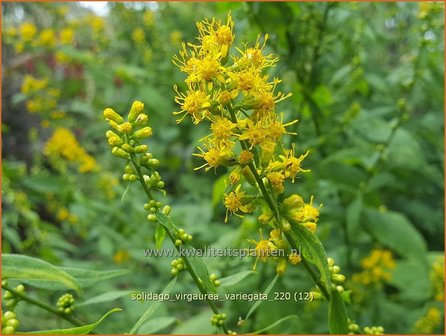 Solidago virgaurea &amp;#39;Variegata&amp;#39; | Echte guldenroede, Guldenroede | Gemeine Goldrute
