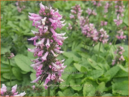 Stachys officinalis &amp;#39;Saharan Pink&amp;#39; | Betonie, Koortskruid, Andoorn | Echter Ziest