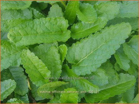 Stachys officinalis &amp;#39;Saharan Pink&amp;#39; | Betonie, Koortskruid, Andoorn | Echter Ziest