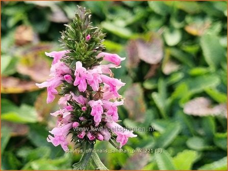 Stachys officinalis &amp;#39;Saharan Pink&amp;#39; | Betonie, Koortskruid, Andoorn | Echter Ziest