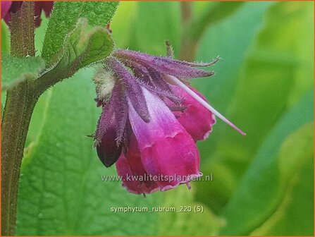 Symphytum rubrum | Smeerwortel | Rotbl&uuml;hender Beinwell