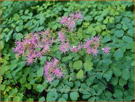 Thalictrum &amp;#39;Purplelicious&amp;#39; | Ruit | Wiesenraute