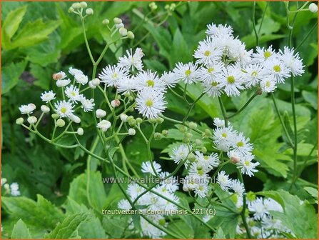 Trautvetteria caroliniensis | Waldraute