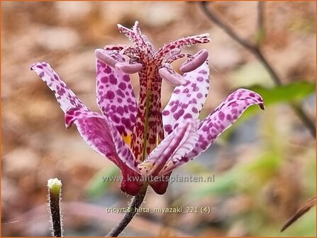 Tricyrtis hirta &#039;Miyazaki&#039;