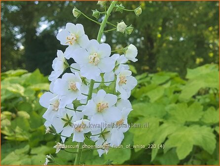 Verbascum phoeniceum &amp;#39;Flush of White&amp;#39; | Paarse toorts, Toorts | Purpurbl&uuml;hende K&ouml;nigskerze