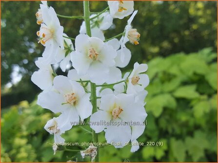 Verbascum phoeniceum &amp;#39;Flush of White&amp;#39; | Paarse toorts, Toorts | Purpurbl&uuml;hende K&ouml;nigskerze