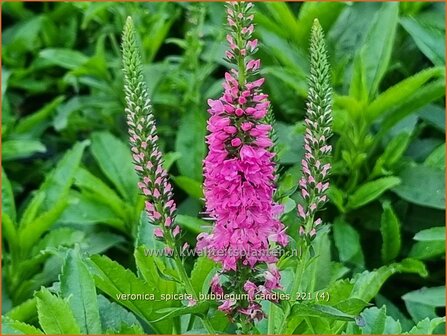 Veronica spicata &amp;#39;Bubblegum Candles&amp;#39; | Aarereprijs, Ereprijs | &Auml;hren-Ehrenpreis