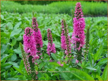 Veronica spicata &amp;#39;Bubblegum Candles&amp;#39; | Aarereprijs, Ereprijs | &Auml;hren-Ehrenpreis