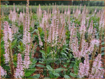 Veronicastrum virginicum 'Challenger' | Virginische ereprijs, Zwarte ereprijs, Naaldereprijs | Kandelaberehrenpreis |