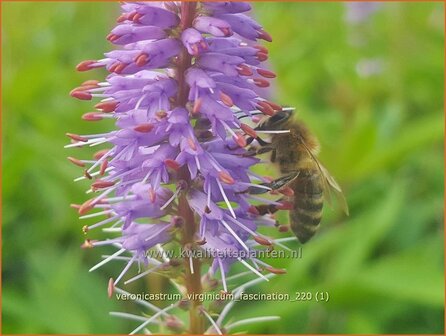 Veronicastrum virginicum &#039;Fascination&#039; | Virginische ereprijs, Zwarte ereprijs, Naaldereprijs | Kandelaberehrenpreis 