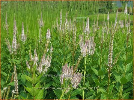 Veronicastrum virginicum &amp;#39;Pink Glow&amp;#39; | Virginische ereprijs, Zwarte ereprijs, Naaldereprijs | Kandelaberehrenpr