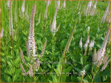 Veronicastrum virginicum &amp;#39;Pink Glow&amp;#39; | Virginische ereprijs, Zwarte ereprijs, Naaldereprijs | Kandelaberehrenpr