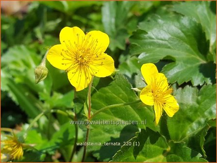 Waldsteinia ternata | Gele aardbei, Goudaardbei | Dreiblatt-Golderdbeere