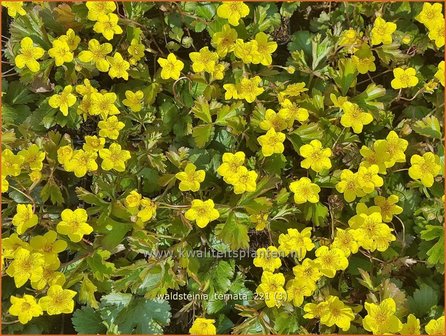 Waldsteinia ternata | Gele aardbei, Goudaardbei | Dreiblatt-Golderdbeere