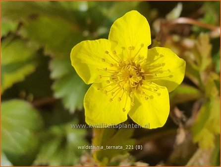 Waldsteinia ternata | Gele aardbei, Goudaardbei | Dreiblatt-Golderdbeere