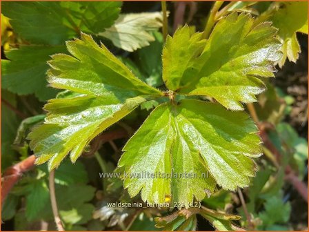 Waldsteinia ternata | Gele aardbei, Goudaardbei | Dreiblatt-Golderdbeere