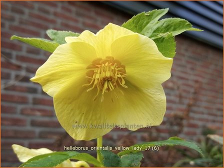 Helleborus orientalis &#039;Geel&#039; | Kerstroos, Lenteroos, Vastenroos, Nieskruid | Lenzrose | Lenten Rose
