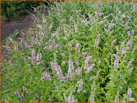 Mentha longifolia | Hertsmunt, Bosmunt, Munt | Ro&szlig;-Minze