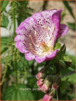 Digitalis purpurea &amp;#x0027;Monstrosa&amp;#x0027; | Vingerhoedskruid | Roter Fingerhut