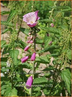 Digitalis purpurea &amp;#x0027;Monstrosa&amp;#x0027; | Vingerhoedskruid | Roter Fingerhut