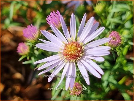 Aster &#039;Anja&#039;s Choice&#039; | Aster | Aster