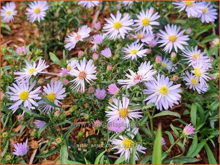 Aster &#039;Anja&#039;s Choice&#039; | Aster | Aster