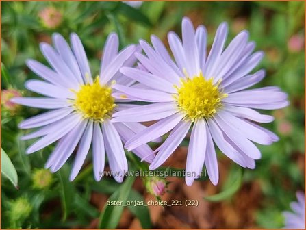 Aster &#039;Anja&#039;s Choice&#039; | Aster | Aster