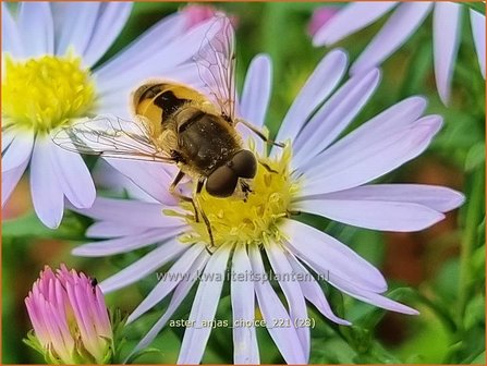 Aster &#039;Anja&#039;s Choice&#039; | Aster | Aster