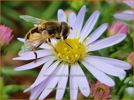 Aster &#039;Anja&#039;s Choice&#039; | Aster | Aster