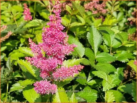 Astilbe &#039;Drum and Bass&#039; | Pluimspirea, Spirea | Prachtspiere