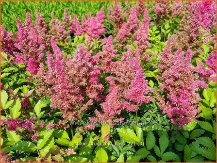 Astilbe &#039;Drum and Bass&#039; | Pluimspirea, Spirea | Prachtspiere