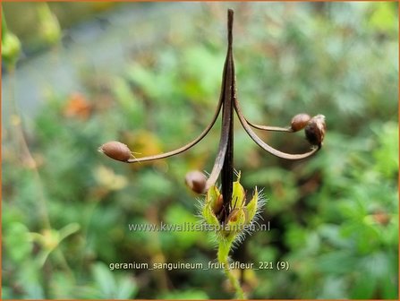 Geranium sanguineum &#039;Fruit d&#039;Fleur&#039; | Bermooievaarsbek, Ooievaarsbek, Tuingeranium, Geranium | Blut-Storchschnab