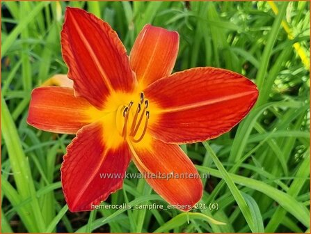 Hemerocallis &#039;Campfire Embers&#039; | Daglelie | Taglilie
