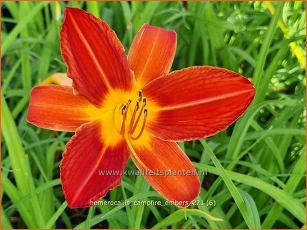 Hemerocallis &#039;Campfire Embers&#039; | Daglelie | Taglilie