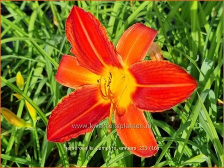 Hemerocallis &#039;Campfire Embers&#039; | Daglelie | Taglilie