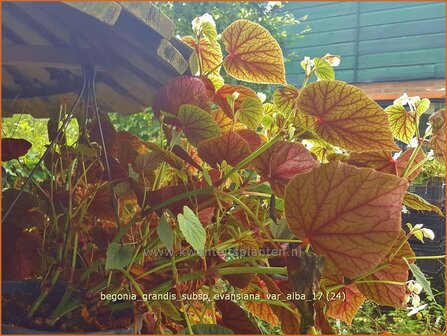 Begonia grandis subsp. evansiana var. alba | Begonia | Japanisches Schiefblatt