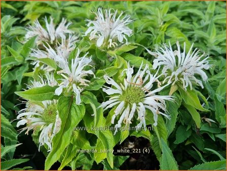 Monarda &amp;#39;Balmy White&amp;#39; | Bergamotplant, Indianennetel | Indianernessel