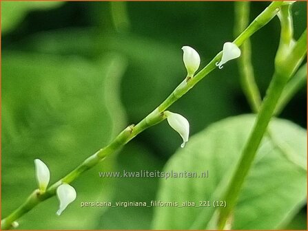 Persicaria virginiana &#039;Filiformis Albiflora&#039; | Duizendknoop | Fadenkn&ouml;terich