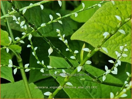 Persicaria virginiana &#039;Filiformis Albiflora&#039; | Duizendknoop | Fadenkn&ouml;terich