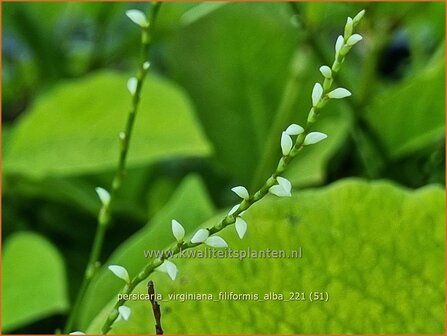 Persicaria virginiana &#039;Filiformis Albiflora&#039; | Duizendknoop | Fadenkn&ouml;terich