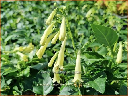 Phygelius &amp;#39;Candy Drops Cream&amp;#39; | Kaapse fuchsia | Kapfuchsie