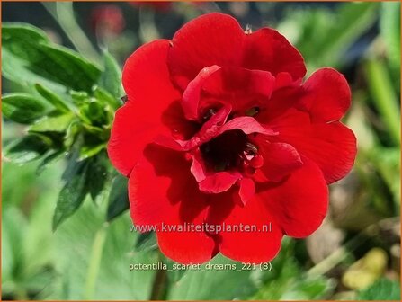 Potentilla &amp;#39;Scarlet Dreams&amp;#39; | Ganzerik | Fingerkraut