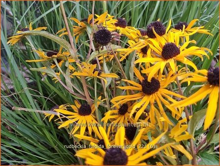 Rudbeckia fulgida 'Forever Gold' | Zonnehoed | Gew&ouml;hnlicher Sonnenhut | Black Eyed Susan