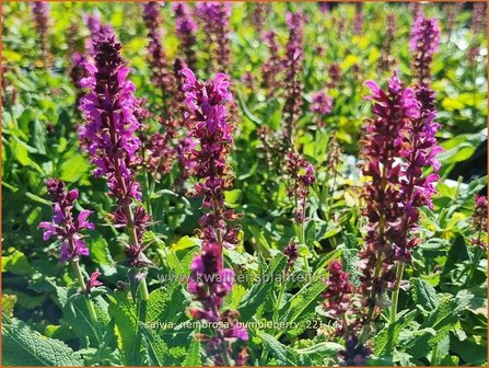 Salvia nemorosa 'Bumbleberry' | Bossalie, Salie, Salvia | Steppensalbei | Woodland Sage
