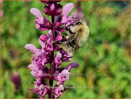 Salvia nemorosa &#039;Caradonna Pink&#039; | Bossalie, Salie, Salvia | Steppensalbei