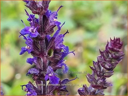 Salvia nemorosa &amp;#39;Synchro Blue&amp;#39; | Bossalie, Salie, Salvia | Steppensalbei